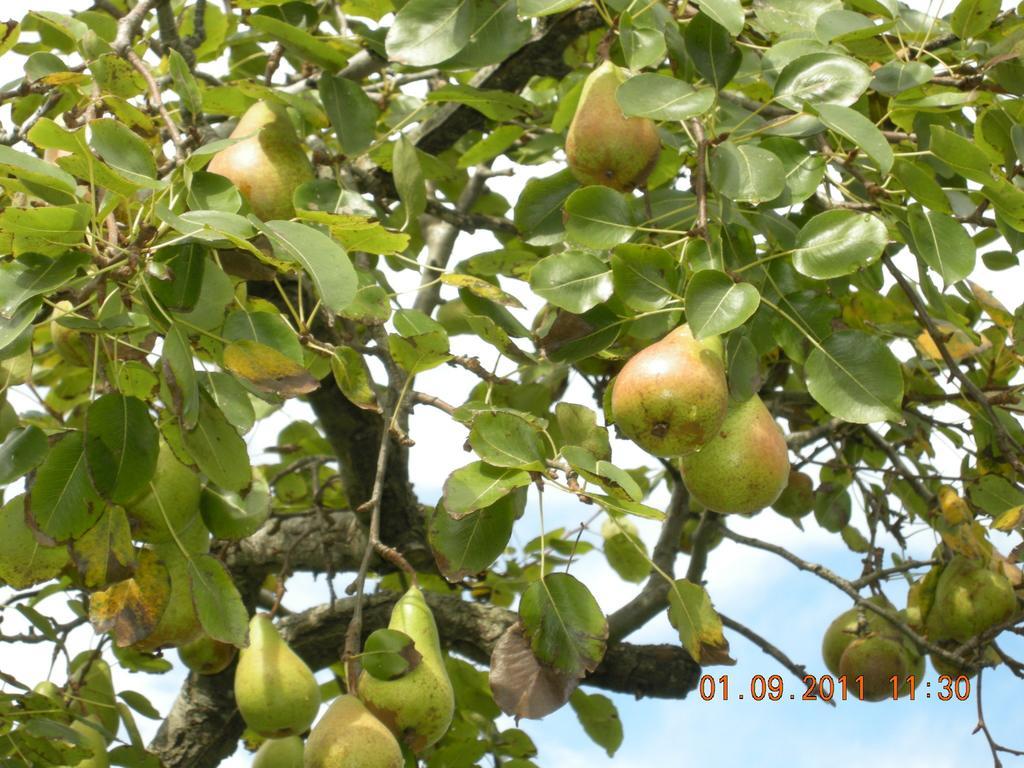 Finca Portizuelo Luarca Zewnętrze zdjęcie