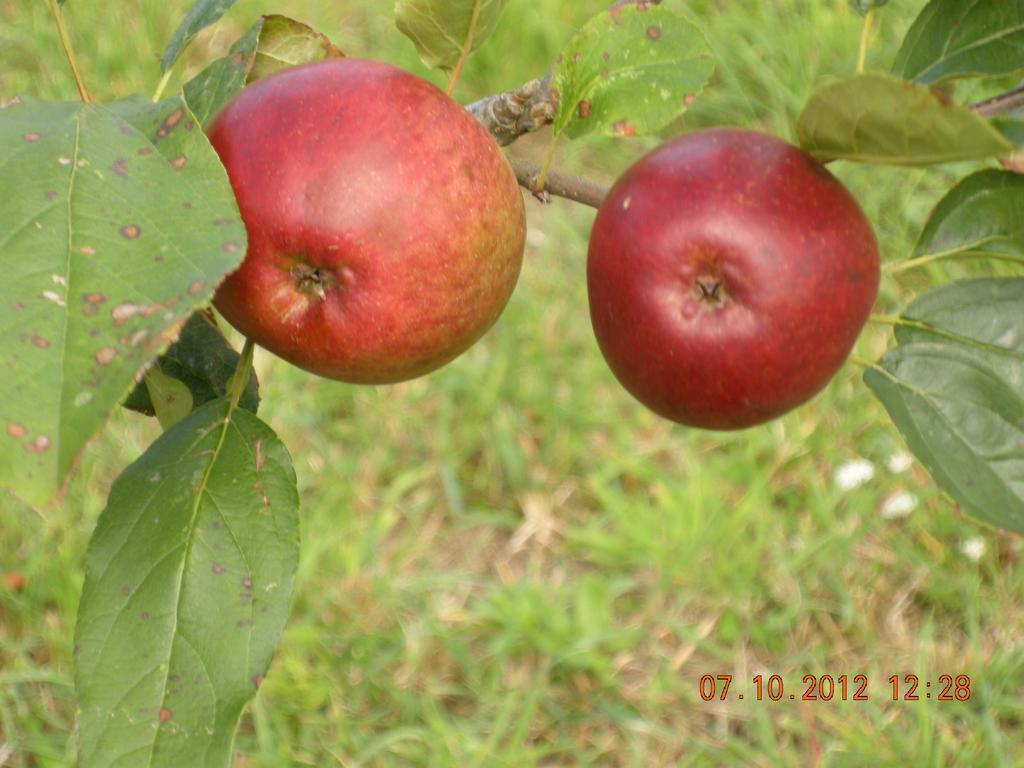 Finca Portizuelo Luarca Zewnętrze zdjęcie